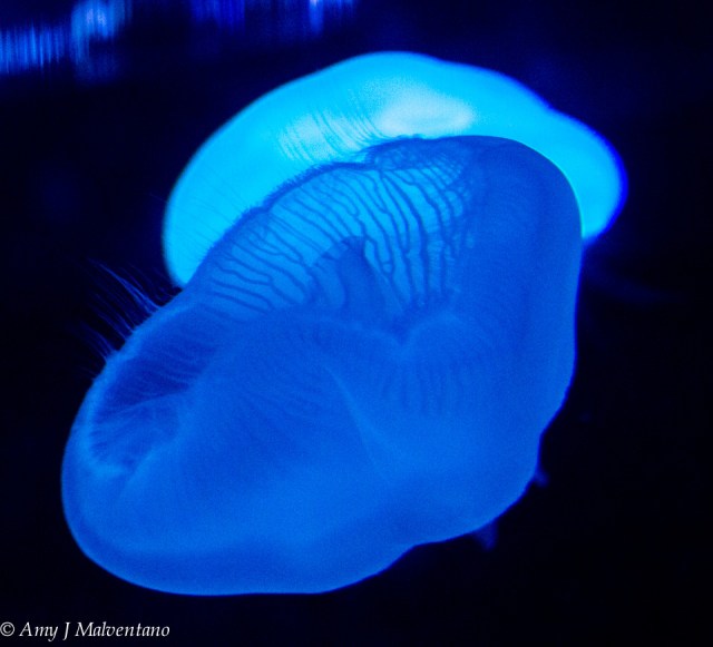 10339754_10153256765750513_422392969830199_n